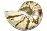 Polished Fossil Nautilus (Cymatoceras) - Madagascar #378972-1